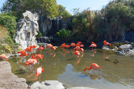 休息 动物 瀑布 放松 动物园 火烈鸟 弗拉门戈 自然 野生动物
