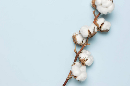 浅色棉质背景.棉花生产照片