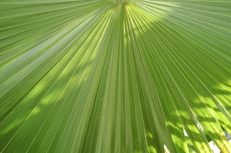 打印 春天 时尚 墙纸 丛林 热带 自然 海滩 夏威夷 植物区系