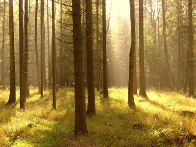 自然 秋天 风景 美丽的 林地 树叶 公园 季节 环境 木材