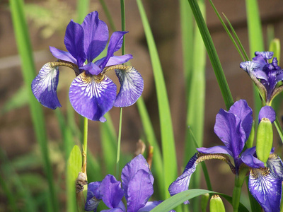 颜色 公园 花园 花瓣 紫色 美女 植物学 特写镜头 春天