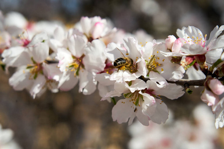 美丽的 花瓣 盛开 樱桃 季节 美女 粉红色 春天 日本人