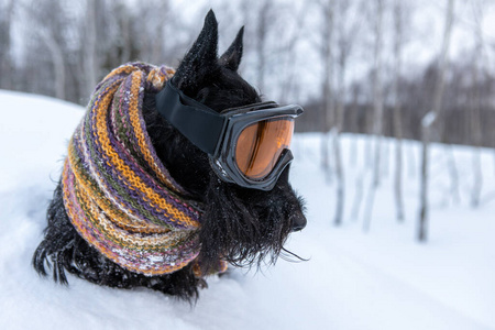 苏格兰梗和公鸡图片