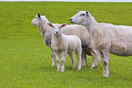 牧场 草地 农场 农事 人口 婴儿 兽群 宝贝 母羊 春天