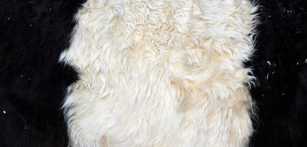 乳制品 毛皮 羊毛 奶牛 特写镜头 牛肉 动物 牲畜 可爱的