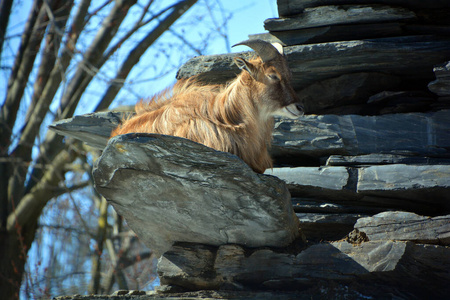 动物 面对 猴子 岩石 可爱的 野生动物 公园 荒野 肖像