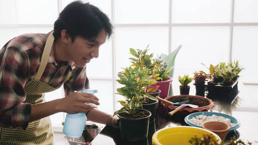 园艺 植物 植物学 五颜六色 树叶 幼苗 室内植物 花园