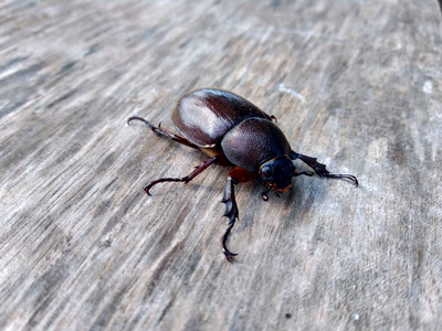 环境 昆虫 动物 生物 缺陷 风景 自然 亚洲 象鼻虫 无脊椎动物