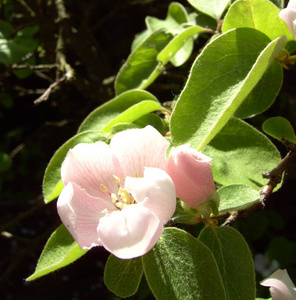 季节 粉红色 花园 颜色 雄蕊 植物区系 夏天 水果 苹果