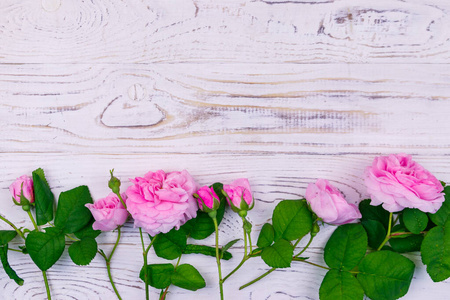 明信片 周年纪念日 庆祝 玫瑰 自然 浪漫 花瓣 假日 开花