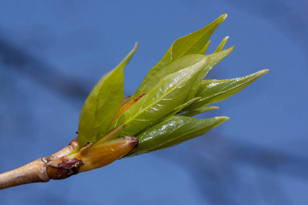 发芽 植物区系 春天 天空 自然 特写镜头 分支 细枝 唤醒