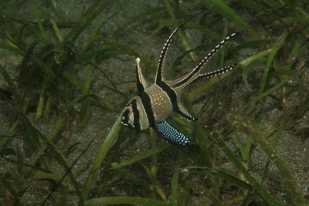水肺 暗礁 水下 美女 在下面 海洋 生活 深的 野生动物