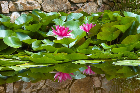 自然 美丽的 粉红色 花园 植物区系 植物 反射 花瓣 公园