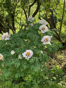 盛开的白花牡丹丛图片
