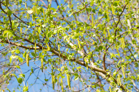 树叶 天空 植物学 过敏 早晨 开花 新的 植物 特写镜头