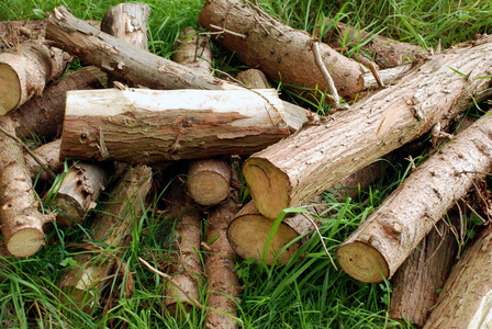 森林 古老的 环境 股票 自然 纹理 树皮 行业 材料 木桩