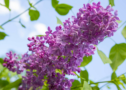 园艺 颜色 季节 植物 开花 紫色 自然 夏天 灌木 丁香花