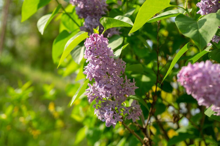 花园 植物区系 灌木 夏天 花的 季节 盛开 开花 花瓣