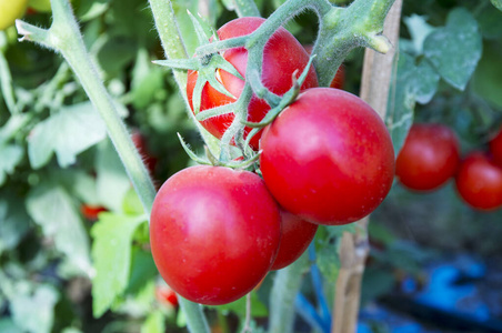特写镜头 蔬菜 自然 樱桃 西红柿 分支 维生素 食物 农业
