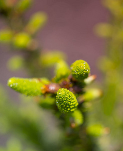 特写镜头 美丽的 森林 植物 开花 新的 春天 季节 植物区系