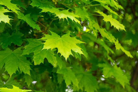 郁郁葱葱 阳光 枫树 植物 森林 环境 季节 生长 公园