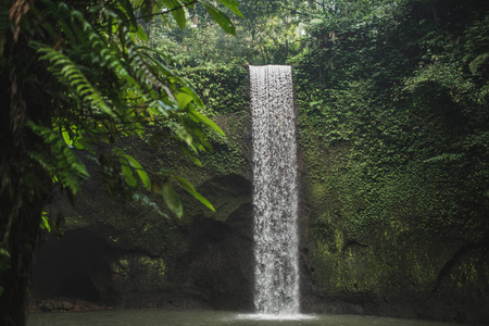 美丽的 印度尼西亚 地标 绿色植物 雨林 流行的 旅游业