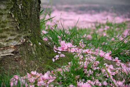 特写镜头 花的 浪漫 植物学 春天 美丽的 植物区系 花园