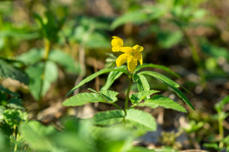 植物 生长 浪漫的 季节 自然 领域 新的 花瓣 春天 森林