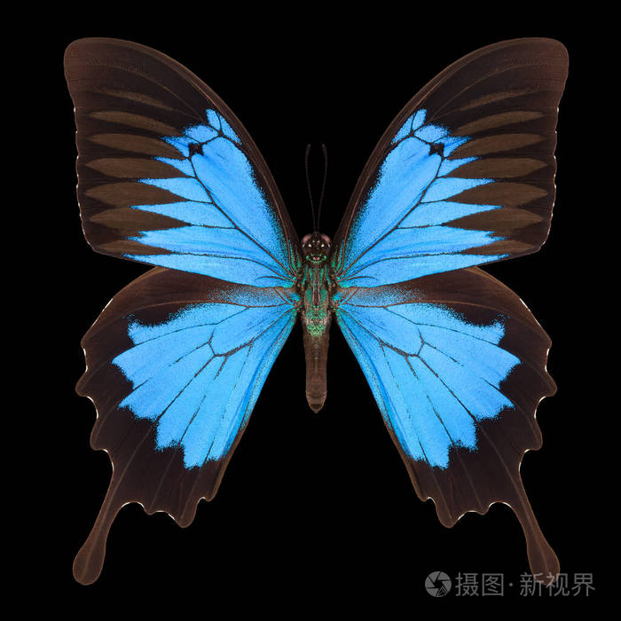 黑色背景上孤立的蓝色帝王蝶