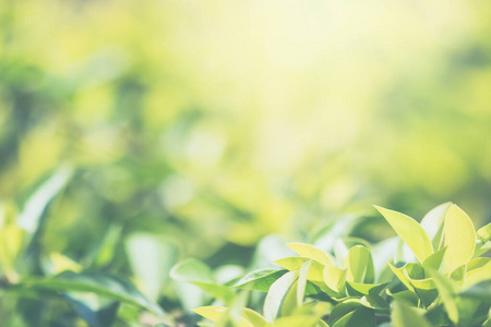 变模糊 纹理 春天 环境 自然 树叶 美女 生长 夏天 植物