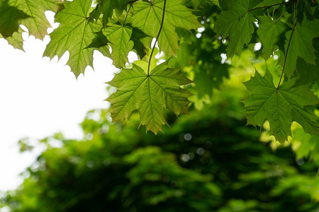 枫树 特写镜头 生长 颜色 天空 花园 春天 夏天 阳光