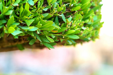 分支 常春藤 植物 季节 花的 生态学 树叶 灌木 公园