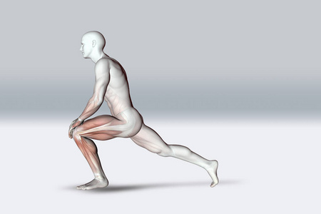 三维 插图 医学 姿势 解剖学 提供 身体 肌肉 男人 生物学