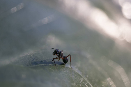 蚂蚁 特写镜头 触角 动物群 眼睛 动物 节肢动物 缺陷