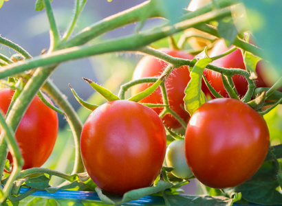 美味的 温室 生长 番茄 农场 食物 水果 灌木 西红柿