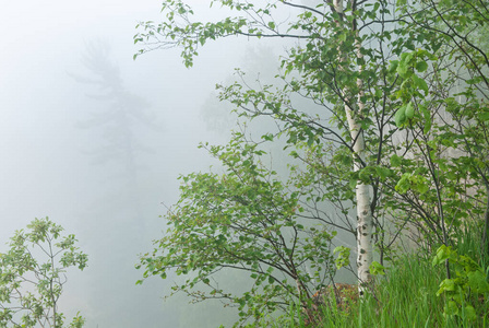 桦木 半岛 伟大的 风景 树叶 湖岸 场景 荒野 湖泊 春天