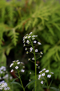 植物学 草地 季节 夏天 植物 领域 花瓣 特写镜头 植物区系