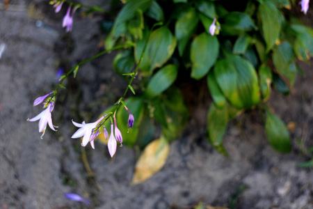 森林 紫色 花瓣 特写镜头 开花 夏天 植物学 自然 植物