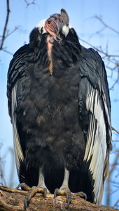 羽毛 自然 美丽的 冬天 肖像 天空 动物群 眼睛 动物