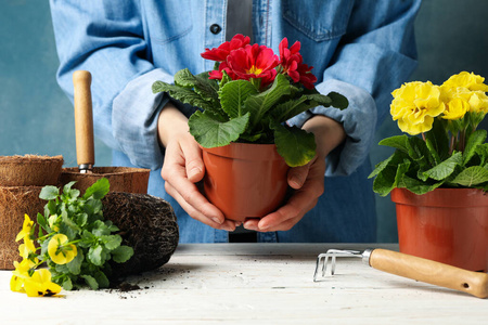 桌子 花的 铲子 工作 女人 自然 工具 植物 手套 开花