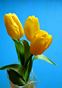 花瓣 自然 花束 浪漫的 花瓶 植物区系 春天 郁金香 礼物
