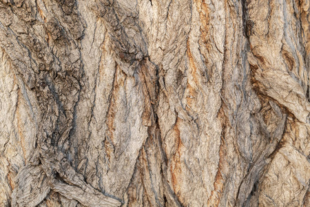 纹理 自然 材料 植物 木材 森林 树皮 古老的 特写镜头