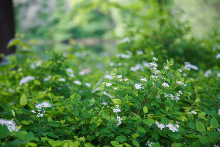 草坪 树叶 景观 开花 放松 院子 季节 领域 颜色 夏天