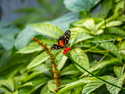 缺陷 美丽的 植物 夏天 自然 颜色 动物 野生动物 昆虫