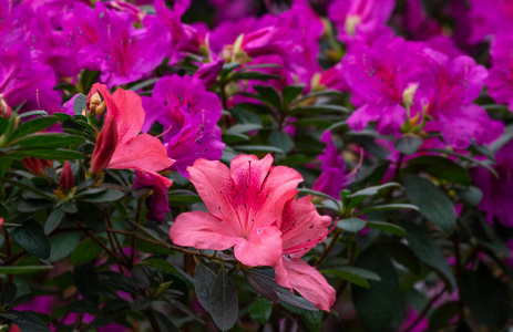 园艺 植物区系 花园 颜色 植物学 夏天 植物 灌木 花束