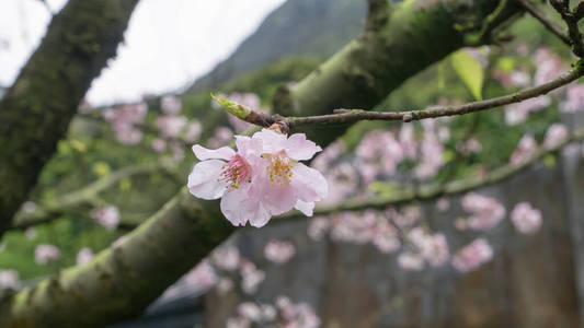 日本人 特写镜头 植物 植物学 季节 春天 植物区系 开花