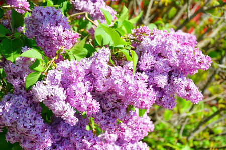 春天 灌木 植物 夏天 美丽的 盛开 植物学 花园 紫色