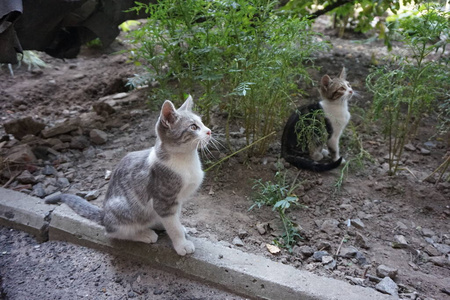 捕食者 花园 小猫 荒野 外部 猫科动物 特写镜头 狐狸