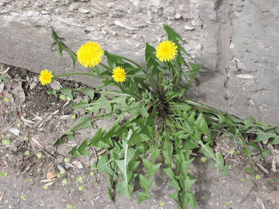 盛开 蒲公英 花的 颜色 特写镜头 春天 花园 美丽的 植物区系