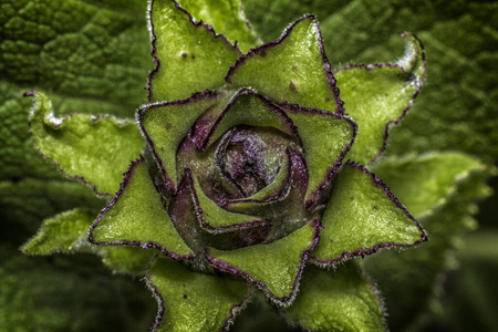 开花 花瓣 季节 环境 颜色 花的 特写镜头 自然 植物区系